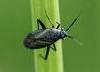 Atractotomus mali.